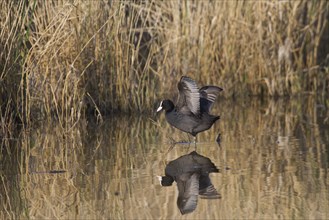 Blaesshuhn, Fulica atra, Eurasian coot