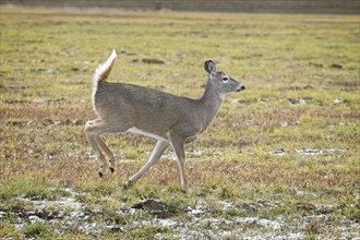 A female white tailed deer runs in a grassy field lightly covered with snow in early winter in