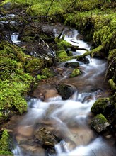 The lush green mountain stream in north Idaho