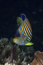 Peacock Angelfish, Pygoplites diacanthus, Raja Ampat, West Papua, Indonesia, Asia