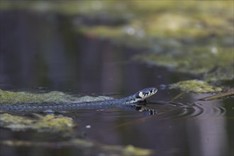 Grass snake, Natrix natrix, grey snake