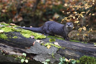 Fischotter, Lutra lutra, Eurasian otter