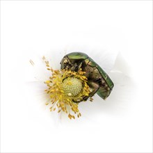 Rose chafer on a white flower feeding in front of a white background