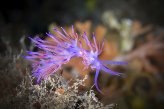 Purple thread snail, Flabellina affinis, Vis Island, Mediterranean Sea, Croatia, Europe