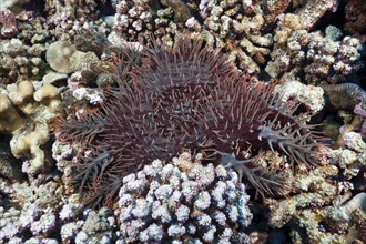 Crown-of-thorns starfish damaging reef, Acanthaster placi, Ahe Atoll, Tuamotu Archipelago, French