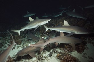 Grey reef sharks hunting at night, Carcharhinus amblyrhynchos, Fakarava, Tuamotu Archipelago,