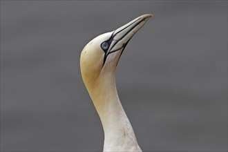 Basstoelpel, Morus bassanus, Northern gannet