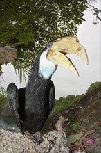 Papuan Hornbill, Rhyticeros plicatus, Tufi, Oro Province, Papua New Guinea, Oceania