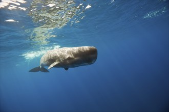 Sperm whale, Physeter catodon, Lesser Antilles, Caribbean, Dominica, Central America