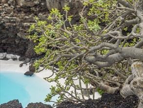 A gnarled tree with green leaves hanging over crystal clear turquoise water, lanzarote, Canary