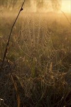 Spider's web in the morning dew