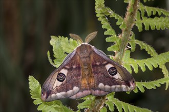 Small emperor moth, male, Saturnia pavonia, small emperor moth, male