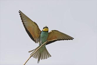 Bee-eater, Merops apiaster, European bee-eater