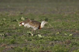 Great bustard, Otis tarda, great bustard