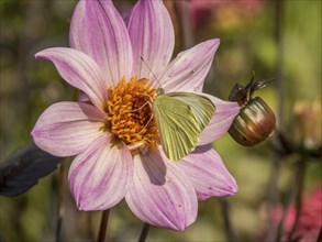 Butterfly and bee on a pink flower, dense close-up shows fine details and colours, Bad Lippspringe,