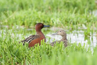 A male and female Cinnamon Teal couple in the marsh area near Hauser Lake, Idaho