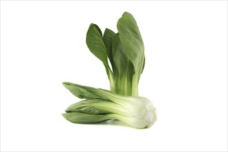 Pak choi, also known as bok choi or pok choi type of Chinese cabbage isolated on white background