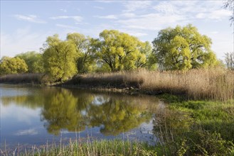 Old water, backwater