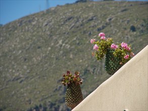 Potted plants on a steep beige wall with blooming flowers and a hill in the background, palermo,