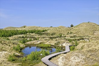 Boardwalk in the Amrum dunes nature reserve near Wittdün, Amrum, North Frisian Island, North