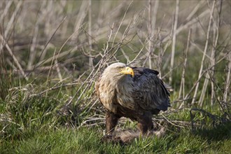 Seeadler, Haliaeetus albicilla, white-tailed eagle