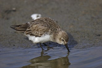 Dunlin, Calidris alpina, dunlin