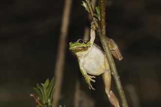 European tree frog, Hyla arborea, European tree frog