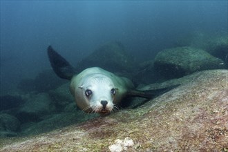 California sea lion, Zalophus californianus, Cabo Pulmo National Park, Baja California Sur, Mexico,