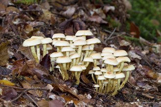 Sulphur head, Hypholoma