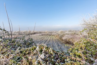 Icy field of vines framed by trees and bushes in front of a blue sky with text space