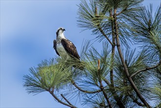 A majestic osprey is perched on a pine tree branch in Idaho