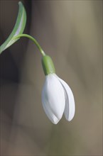 Close-up of common snowdrops (Galanthus nivalis)