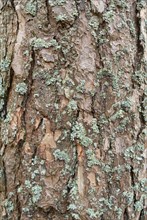 Closeup of the bark of a tree