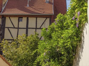 Close-up of a half-timbered house with lush green vegetation covering the façade, Weissenburg,