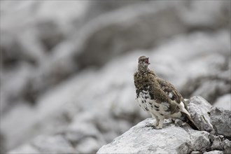 Rock ptarmigan, Lagopus muta