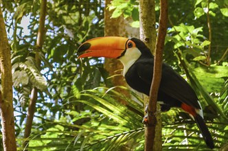 Beautiful toucan bird