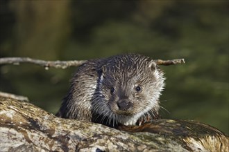 Fischotter, Lutra lutra, Eurasian otter