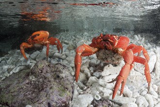 Christmas Island crab lays eggs in the sea, Gecarcoidea natalis, Christmas Island, Australia, Asia