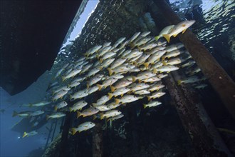 Shoal of one-spotted snappers under jetty, Lutjanus monostigma, Fakarava, Tuamotu Archipelago,