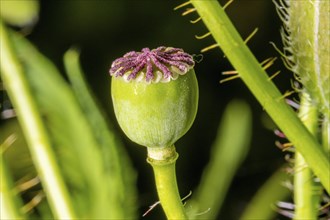 Green poppy seed capsule full of seeds