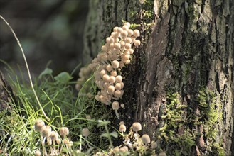 Cluster of small yellow mica toadstools on a tree stump with moss