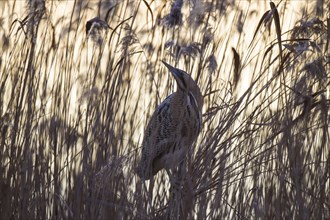 Bittern, Botaurus stellaris, Eurasian bittern