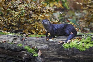 Fischotter, Lutra lutra, Eurasian otter