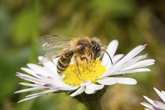 Sandbiene, Andrena, mining bee