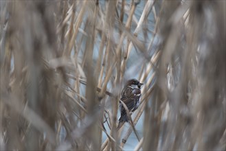 A house sparrow sits in the reeds