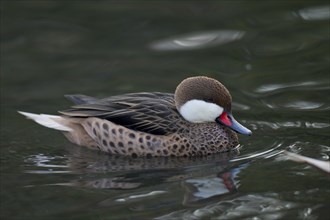 Bahamaente, Weibchen, Anas bahamensis, white-cheeked pintail, female