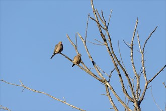 The mourning dove (Zenaida macroura) also known as the American mourning dove, the rain dove, and