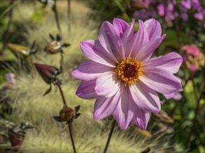 Pale pink flower with bright centre, surrounded by grasses and summer flowers, Bad Lippspringe,