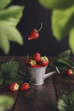 Fresh wet sweet strawberries levitation in watering can on wooden background table, black wall,