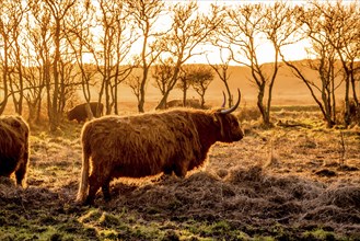 Den Helder, the Netherlands. January 2022. A grazing herd of highlanders at sunset in Mariendal,